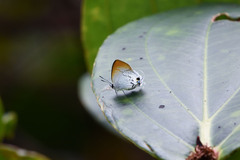 Sinthusa privata