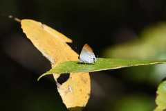Sinthusa privata