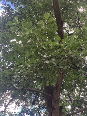 Alnus glutinosa