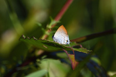 Sinthusa privata