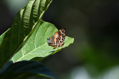 Symbrenthia hypselis