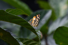 Symbrenthia hypselis