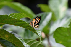 Symbrenthia hypselis