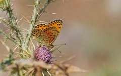 Argynnis elisa
