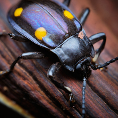 Eumorphus quadriguttatus