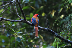 Harpactes whiteheadi