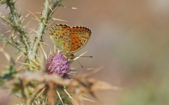 Argynnis elisa