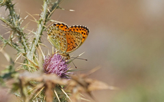 Argynnis elisa