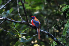 Harpactes whiteheadi