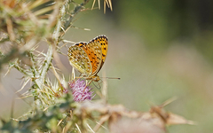Argynnis elisa