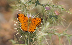 Argynnis elisa