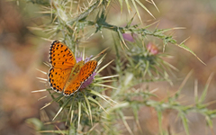 Argynnis elisa