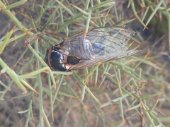 Lyristes plebejus