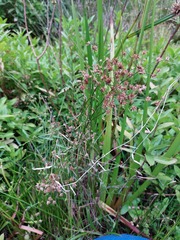 Juncus wallichianus