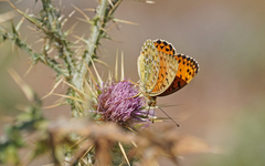 Argynnis elisa