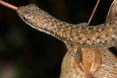 Saproscincus basiliscus