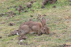 Oryctolagus cuniculus cuniculus