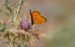 Argynnis elisa
