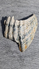 Acanthocardia aculeata