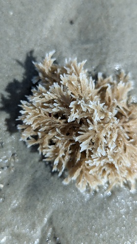 Hairy Sea-mat, Schiermonnikoog, Schiermonnikoog, Friesland, Netherlands, photo 9 of 10