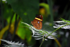 Xanthotaenia busiris