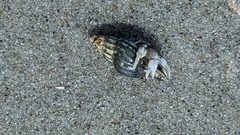 Propebela turricula