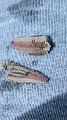 Astropecten irregularis