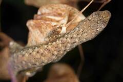 Saproscincus basiliscus