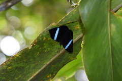 Amnosia decora