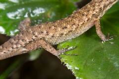 Saproscincus basiliscus