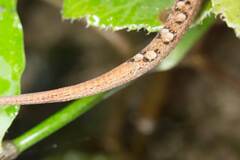 Saproscincus basiliscus