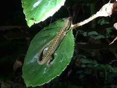 Saproscincus basiliscus