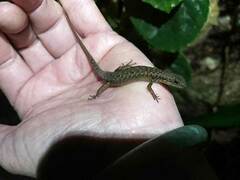 Saproscincus basiliscus