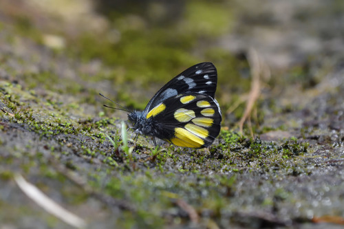 Kinabalu Jezebel