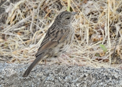 Prunella modularis mabbotti
