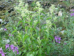 Koenigia alaskana