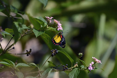 Delias eumolpe