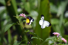 Delias eumolpe