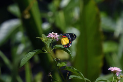 Delias eumolpe