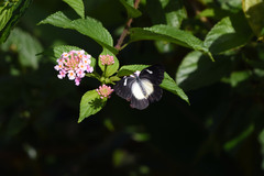 Delias eumolpe