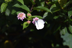 Delias eumolpe
