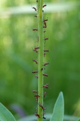 Uroleucon reynoldense