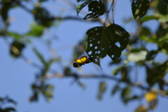 Delias eumolpe