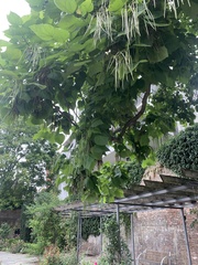 Catalpa bignonioides