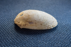 Limaria tuberculata