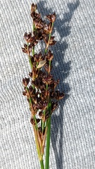 Juncus anceps