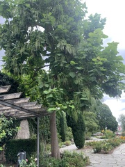 Catalpa bignonioides