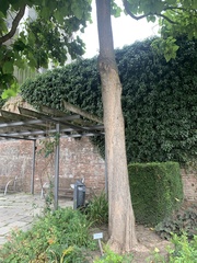 Catalpa bignonioides