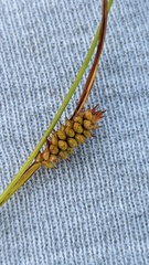 Carex hostiana