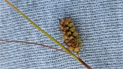 Carex hostiana